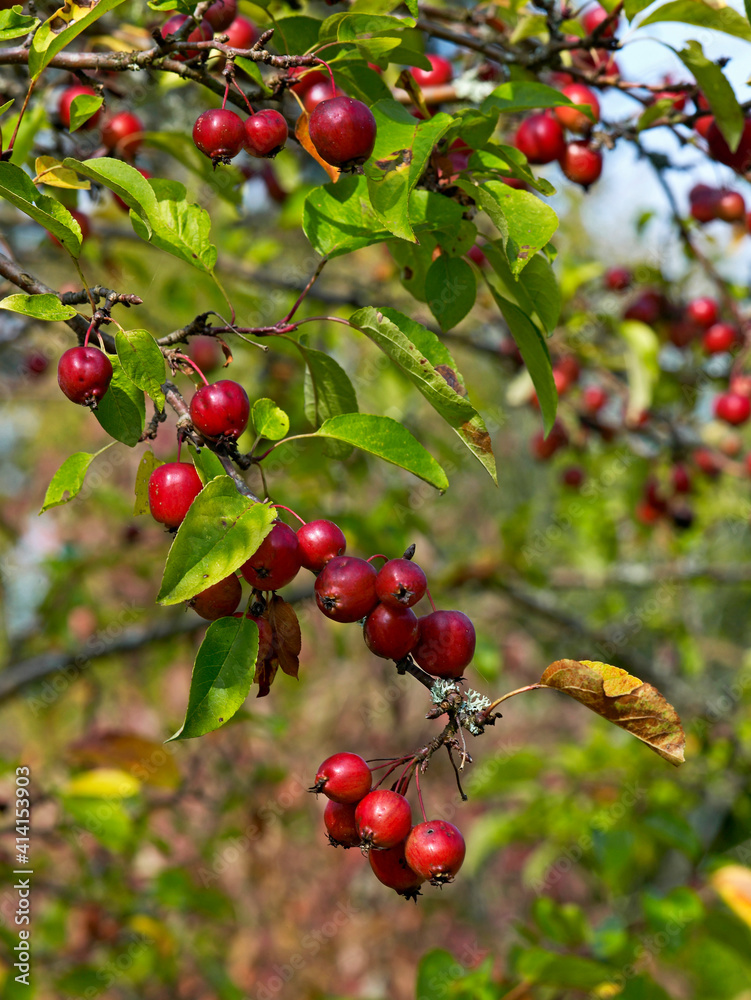 Malus with crabapples in autumn
