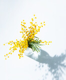 a bouquet of yellow mimosa flowers stands in a glass vase with shadow on a white background. concept of 8 March, happy women's day