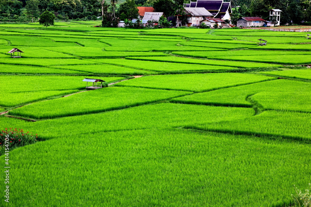 rice fields landscape of agriculture beauty background rice fields landscape of agriculture beauty background