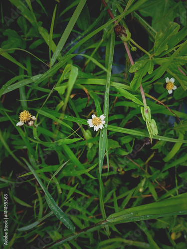 Tiny white flower © Akmal