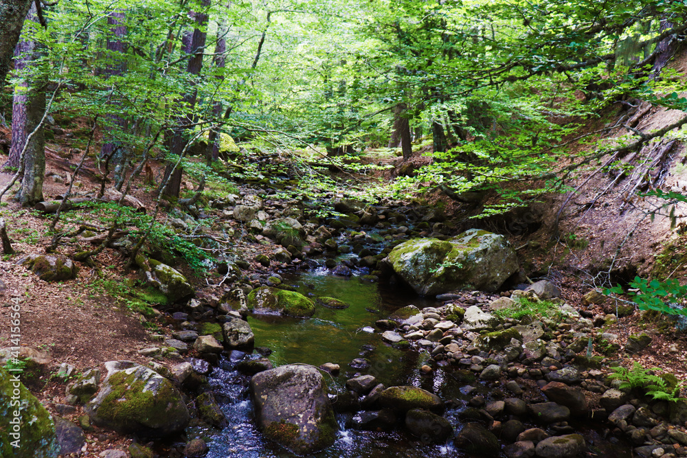 bosque