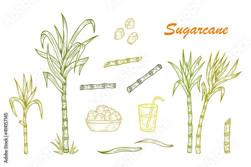 Hand drawn Sugar cane set. Sugarcane plants, Stalks, leaves, juice and sugar cubes. Vector illustration
