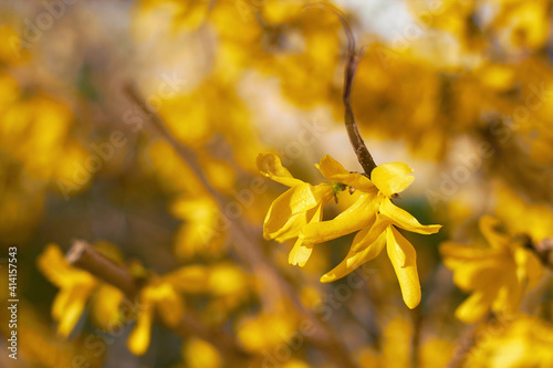 Fotografia, Obraz Yellow blossoms of forsythia bush
