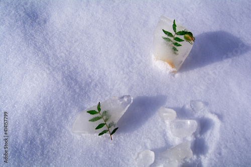 Natural roses and green twigs are surrounded by ice. Ice cubes lie in the snow. The concept of awakening, returning to life. Time of spring, warmth and thaw. Copy space