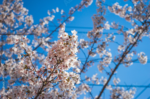 The Blue Sky and Spring Cherry Blossoms in Gyeongju, Korea