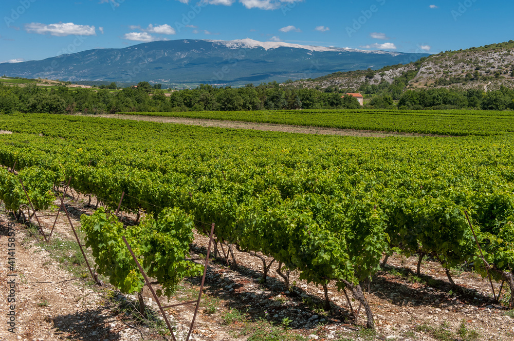 Weinberge und der Mont Ventoux in der Provence