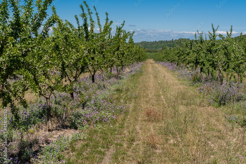 Pfirsichplantage in der Provence