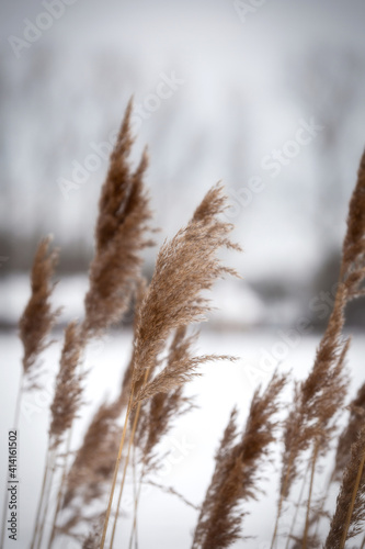 Fototapeta Pampas grass in the sky, Abstract natural background of soft plants Cortaderia selloana moving in the wind