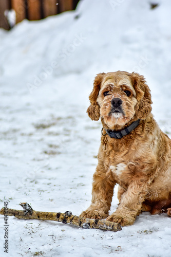 Dog Cocker Spaniel in Winter Park
