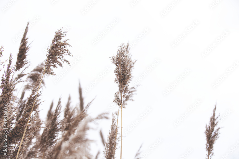 Pampas grass in the sky, Abstract natural background of soft plants Cortaderia selloana moving in the wind. Bright and clear scene of plants similar to feather dusters. beauty Pampas grass in the sky, Abstract natural background of soft plants Cortaderia selloana moving in the wind. Bright and clear scene of plants similar to feather dusters. beauty