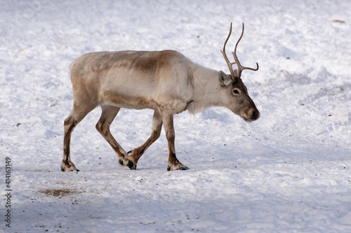 Caribou, Reindeer (Rangifer tarandus), Calgary, Calgary Zoo, Alberta, Canada