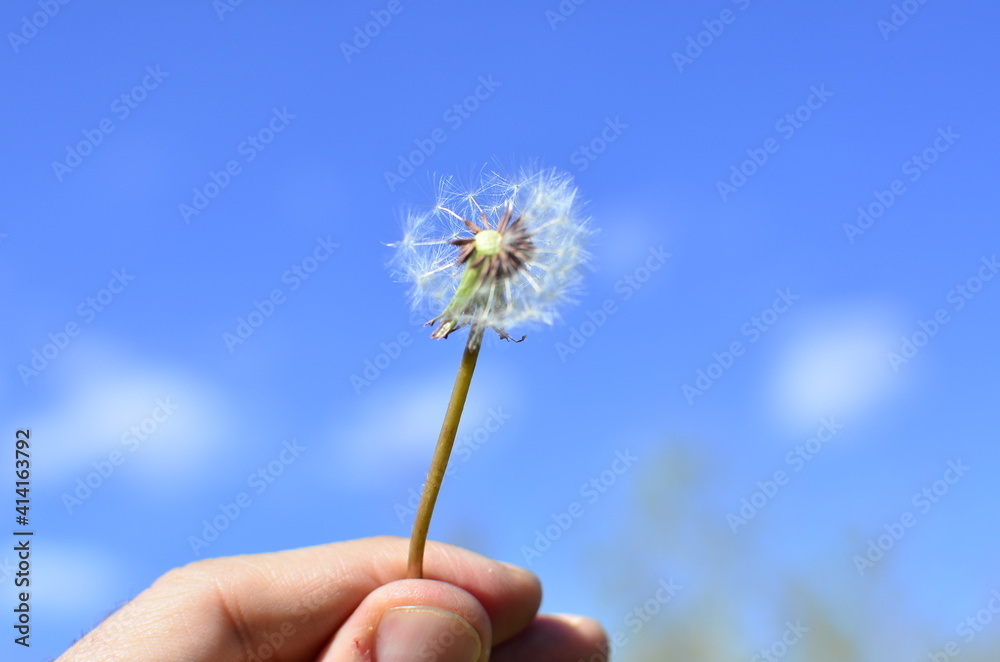 Fototapeta premium Dandelion seeds in the sunlight blowing away across a fresh green morning background 