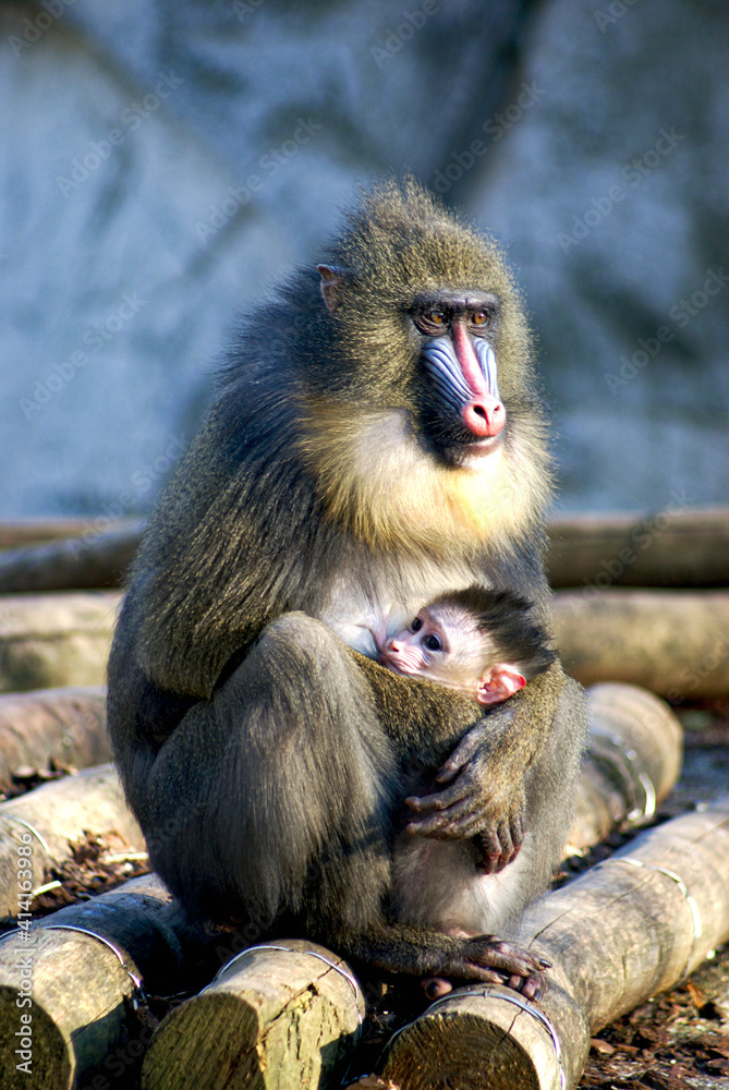 Obraz premium monkey mother