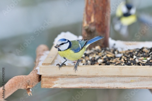 Feeding the blue titmouse with sunflower seeds in the garden in snowy winter