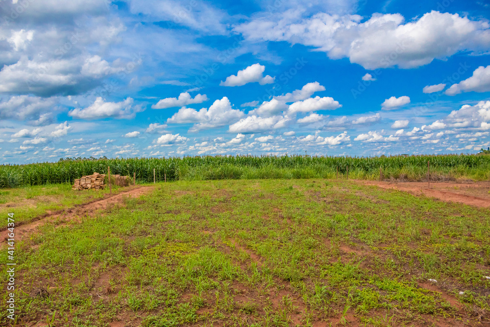 Fototapeta premium lawn with sky in the background