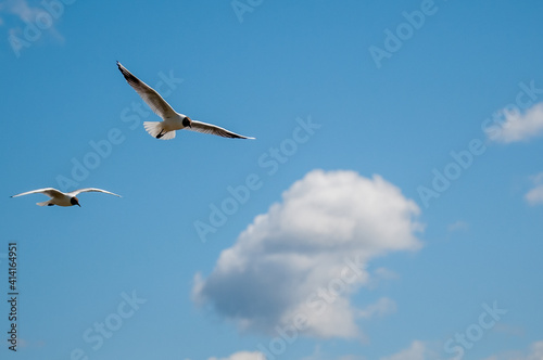 seagull in the sky © Lars