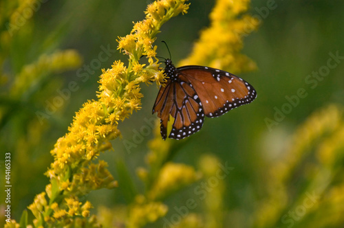 butterfly on yellow flower