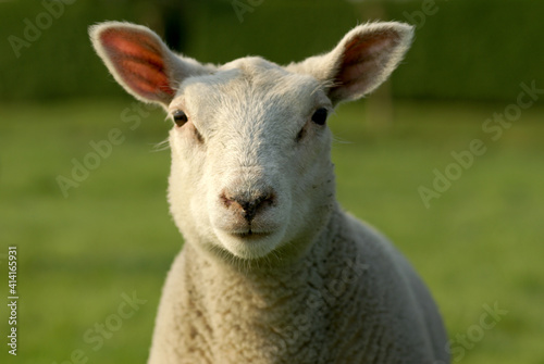 sheepfarm photo