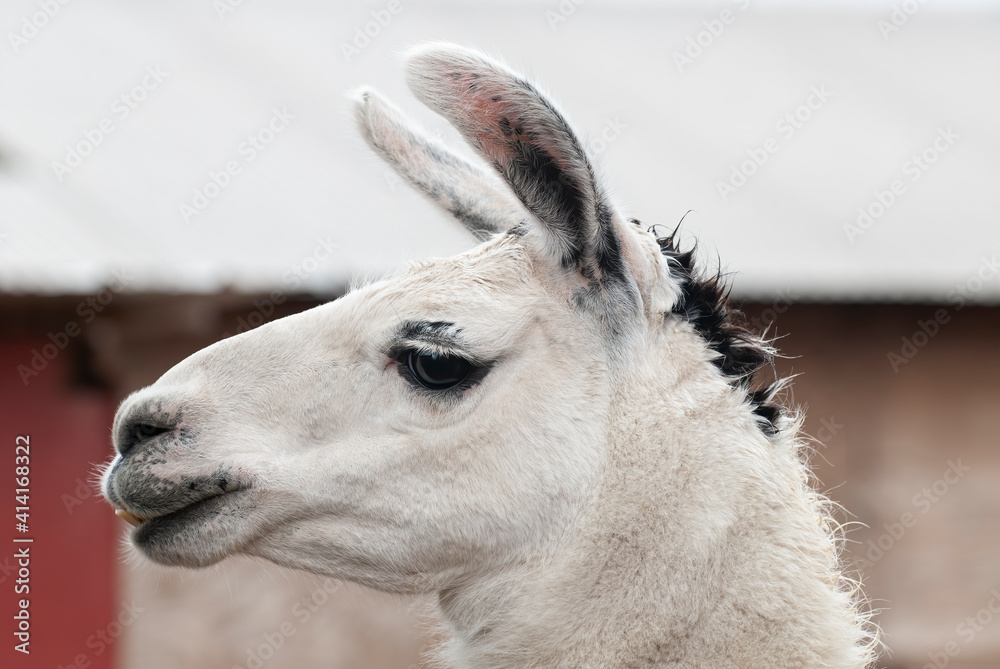 close up of the head of a white and black llama