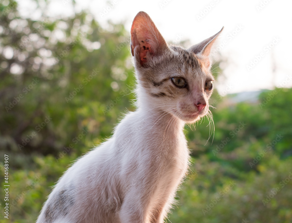 Cute Little kitten in the park Cute Little kitten in the park