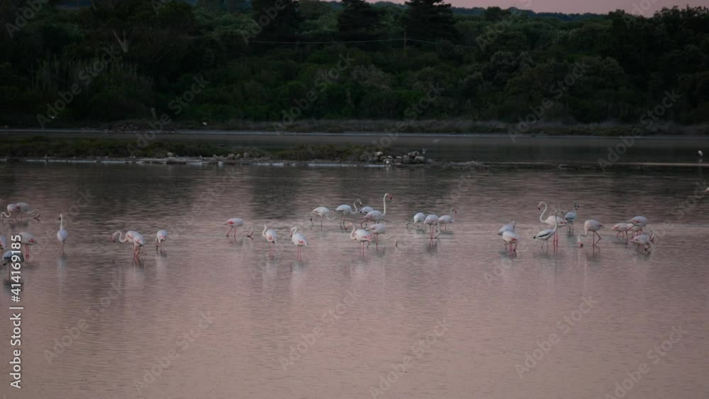 flamingos at sunset in the Salina dei Monaci Nature Reserve, an old salt pan at Torre Colimena, Taranto, Apulia, Italy flamingos at sunset in the Salina dei Monaci Nature Reserve, an old salt pan at Torre Colimena, Taranto, Apulia, Italy