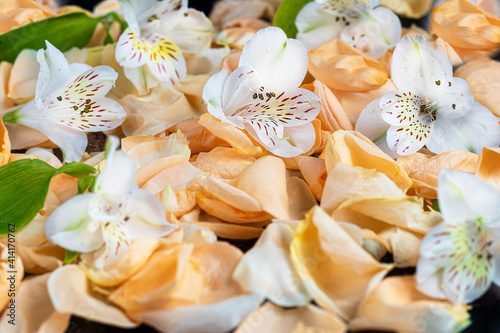 Rose petals and wild orchid flowers on a dark background. For banners. Backgrounds and textures.