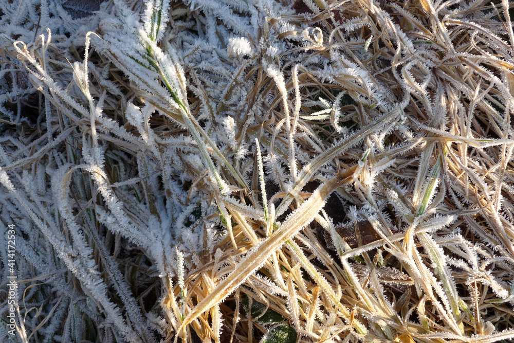 gefrorenes Gras, Winterzeit, Frost