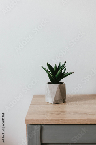 Succulent plant in gray concrete pot on a tree table in a room minimal interior photo