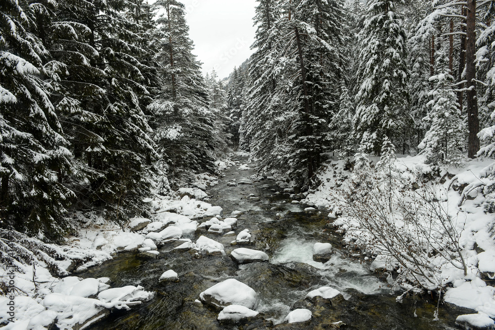 River passing winter forest landscape River passing winter forest landscape
