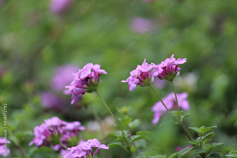 flowers in the garden