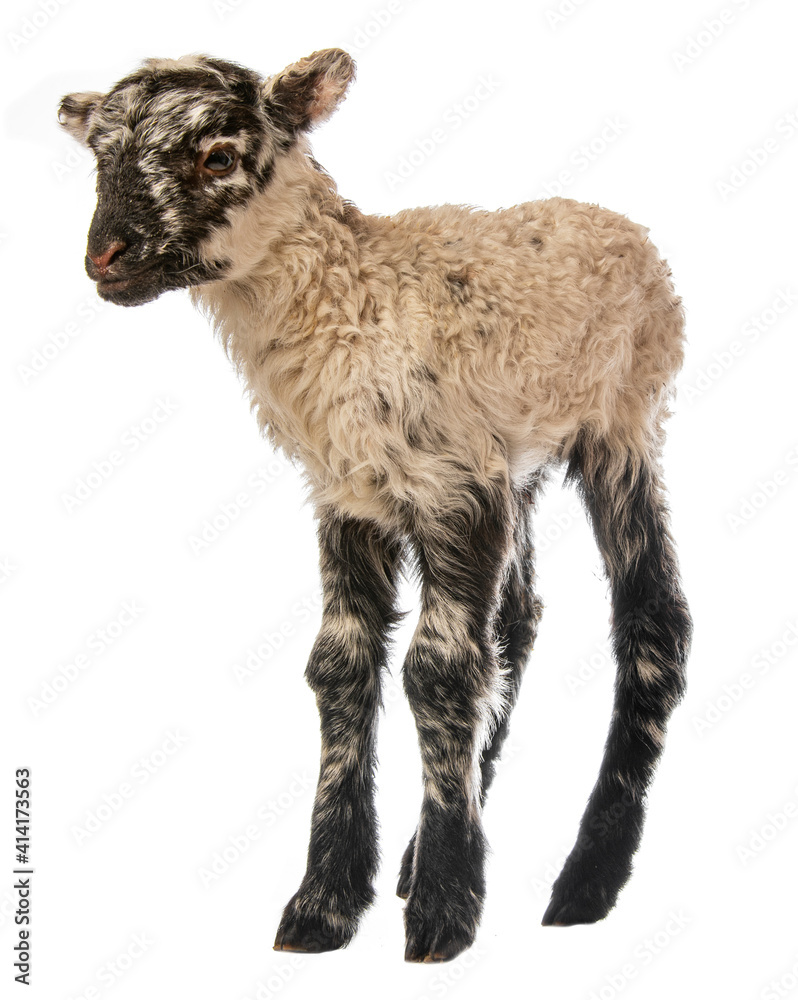 a cute little newborn lamb isolated on white