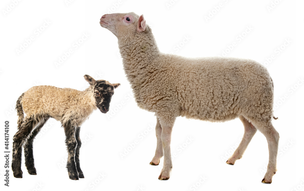 Obraz premium a cute little newborn lamb and its mother isolated on white