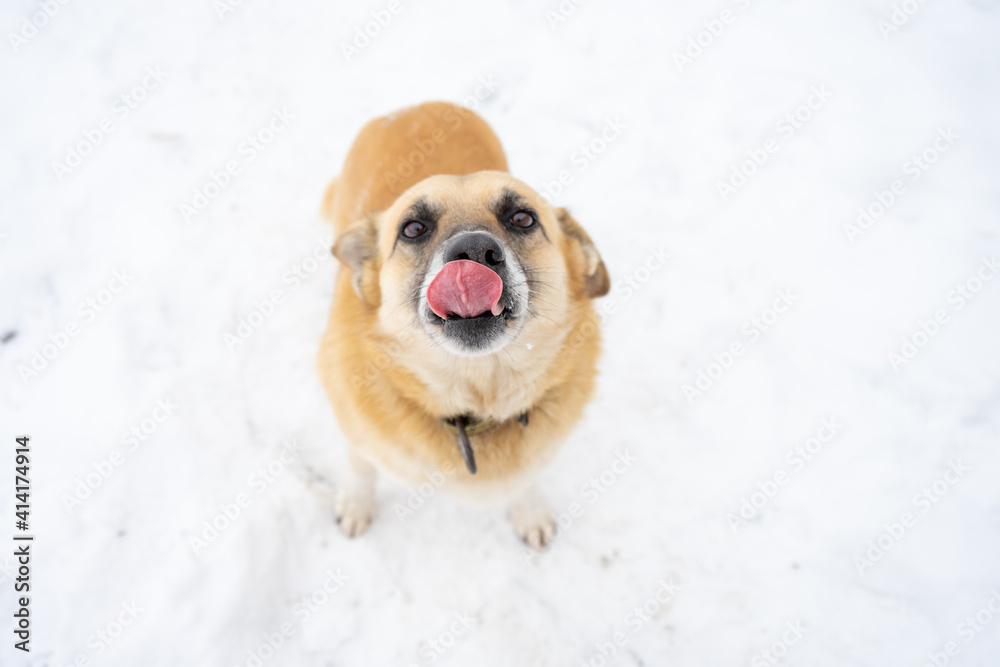 Portrait of a happy dog who stuck out her tongue and licks her nose Portrait of a happy dog who stuck out her tongue and licks her nose