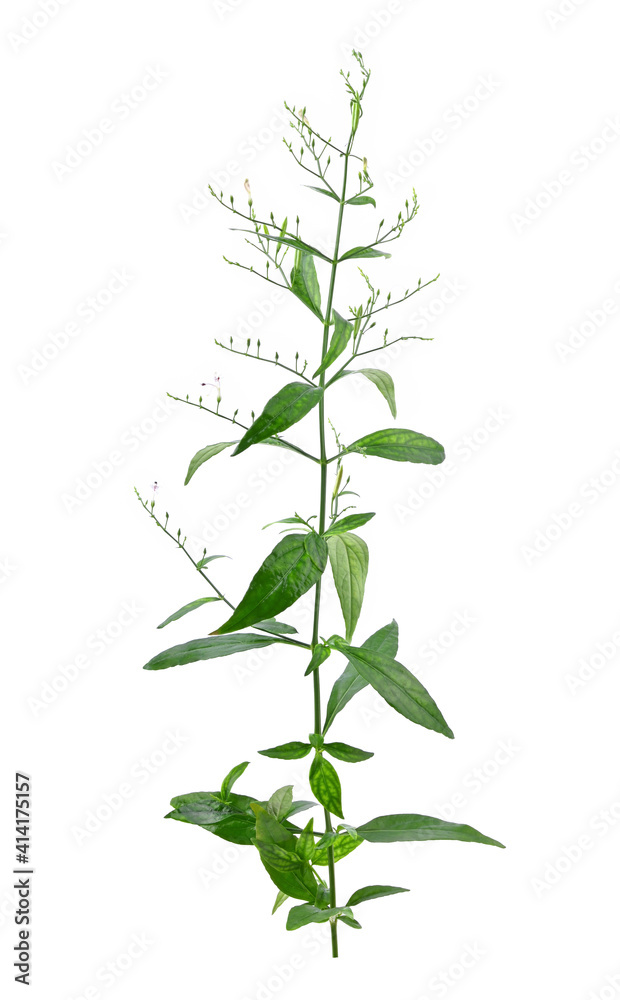Andrographis paniculata isolated on a white background. Andrographis paniculata isolated on a white background.