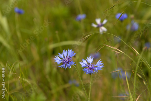 Close up of wildflowers surrounded by green grass