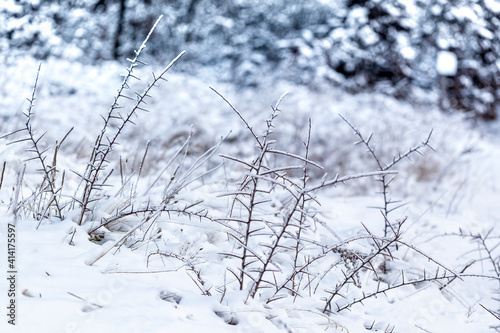 Winter meadow with a shrub which is covered with an ice crust and covered with white clear snow.