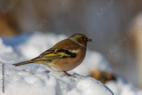 Common chaffinch foraging in snow © Photo Henk van Dijk