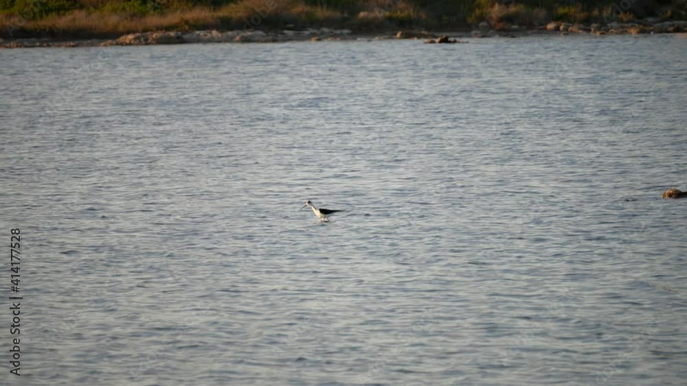 The black-winged stilt (Himantopus himantopus) in the Salina dei Monaci Nature Reserve, an old salt pan at Torre Colimena, Taranto, Apulia, Italy The black-winged stilt (Himantopus himantopus) in the Salina dei Monaci Nature Reserve, an old salt pan at Torre Colimena, Taranto, Apulia, Italy