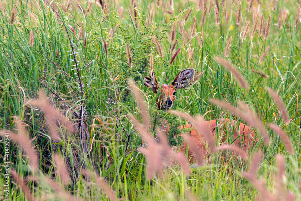 Fototapeta premium Steenbok grazing in high grass after good rain