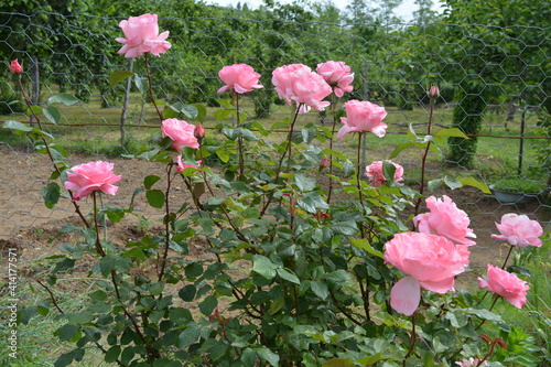 pink flowers in the field