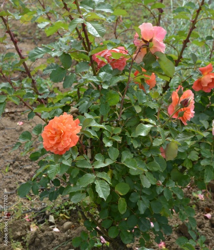 red and yellow flower