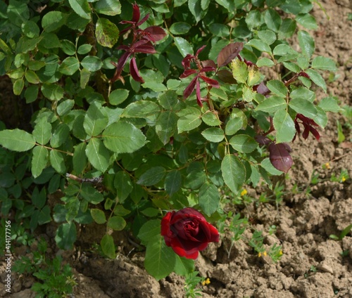 red rose bush