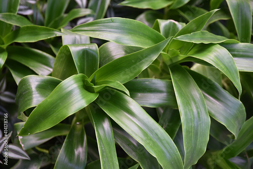 Dracaena en serre d'hiver