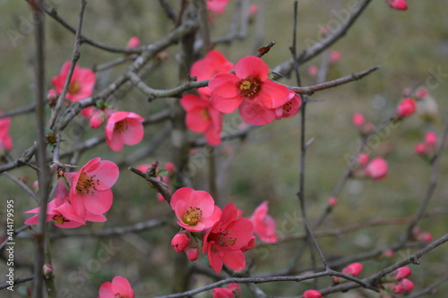 red flowers in the garden