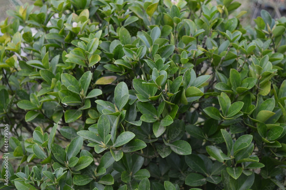 green leaves of a plant