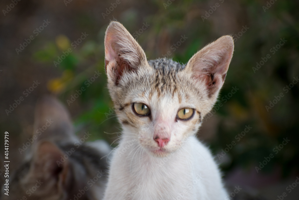 Cute little kitten Cute little kitten