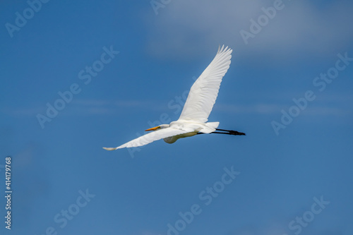 Flying Egret at the northeast of Brazil