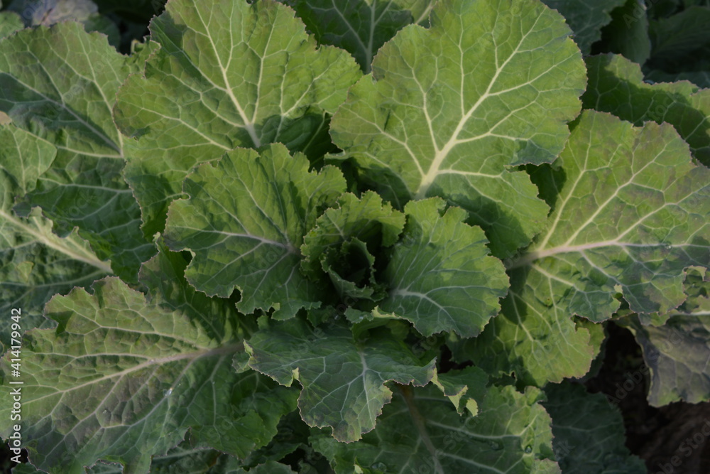 food vegetable food vegetable