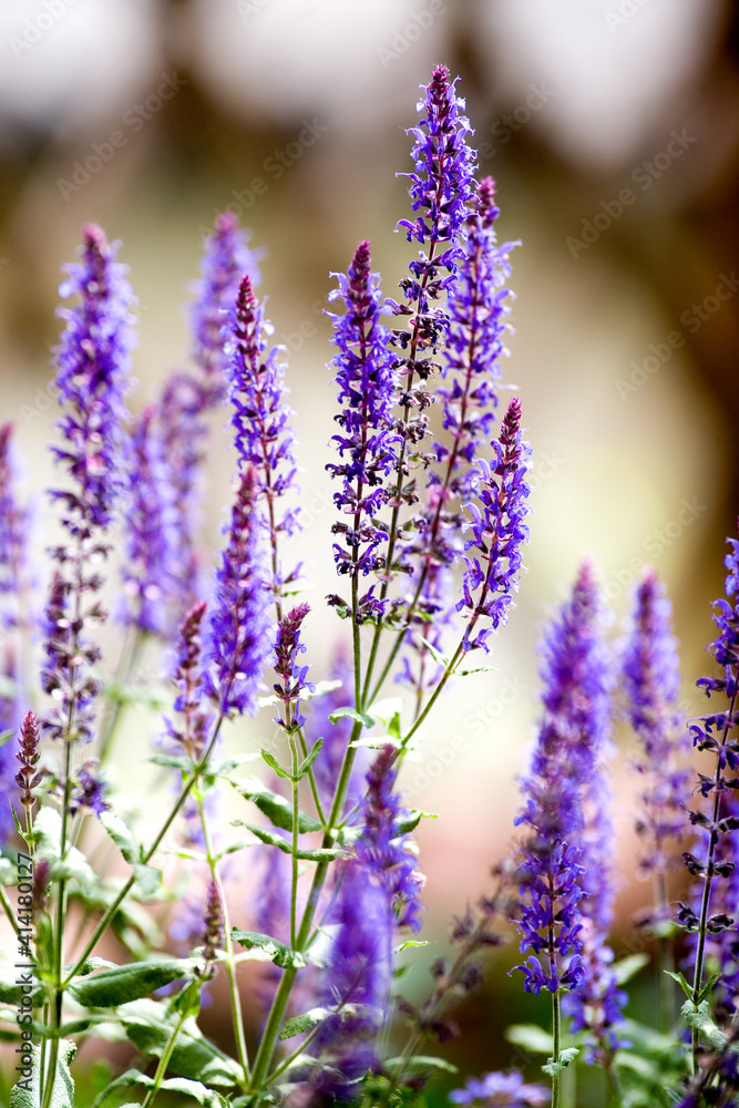 Obraz premium Close up of a floating woodland sage plant and light brown blurry background