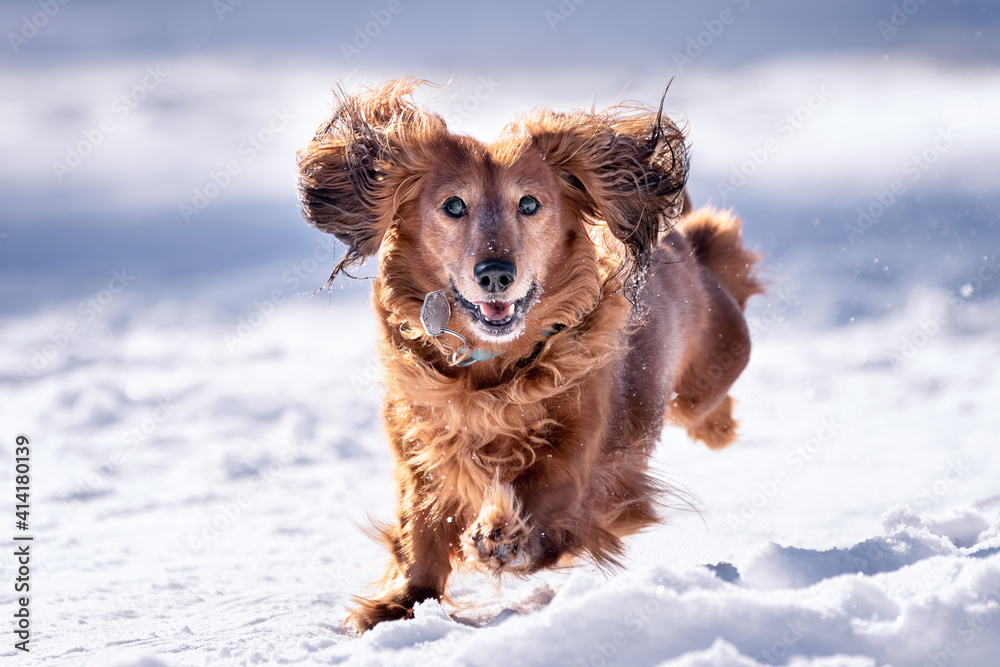 Very happy Long-Haired Dachshund female running and playing in the snow. A dog enjoying cold weather on a beautiful sunny freezing day. Running, jumping, playing with a stick, sprays of snow.